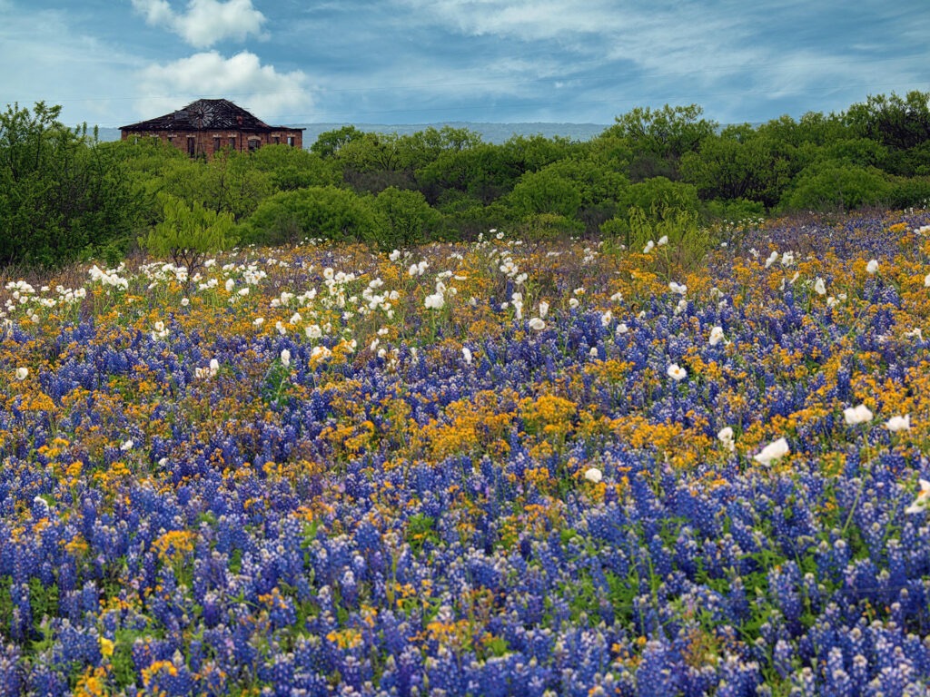 wildflowers in field