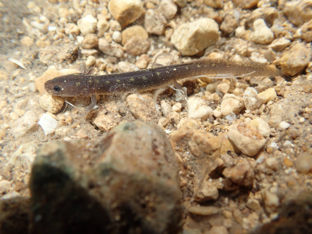 Salado Salamander